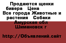 Продаются щенки бивера › Цена ­ 25 000 - Все города Животные и растения » Собаки   . Амурская обл.,Шимановск г.